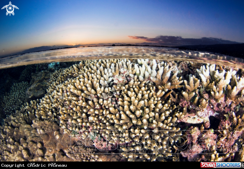 A lagoon