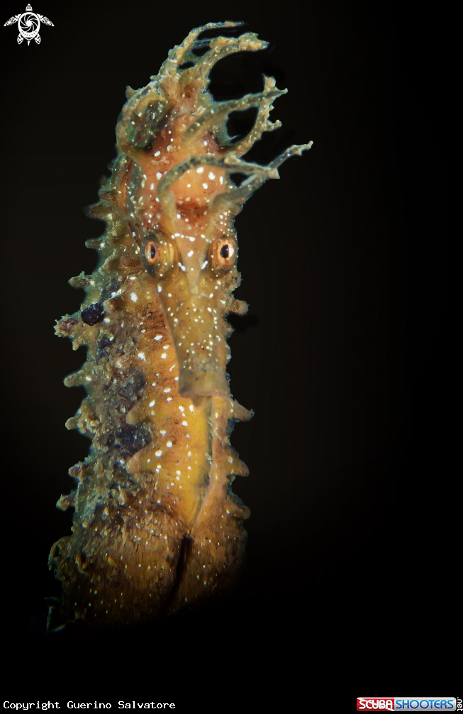 A Hippocampus