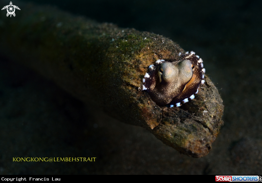 A Octopus
