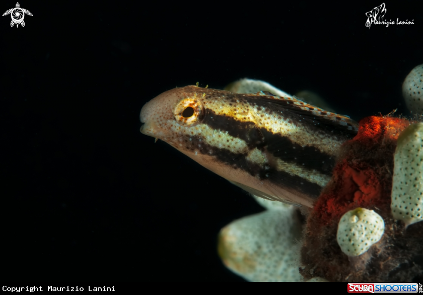 A Variable sabretooth blenny