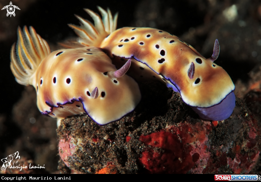 A Nudibranch