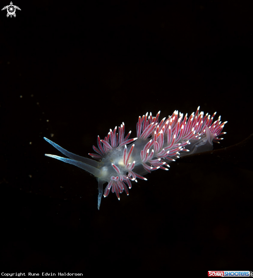 A Nudibranch