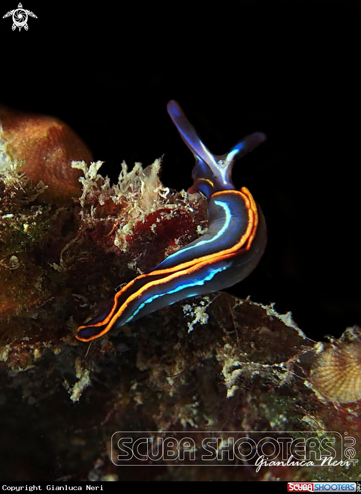 A Thuridilla 