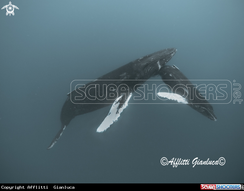 A humpback whales