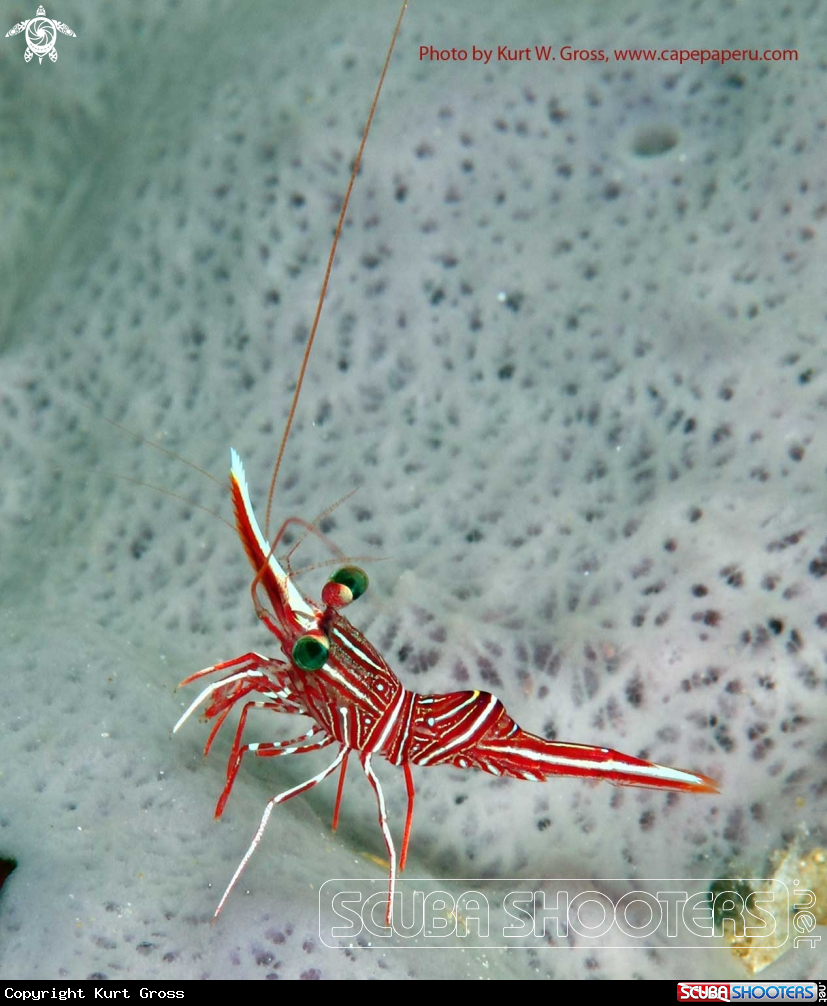 A Shrimp on a sponge