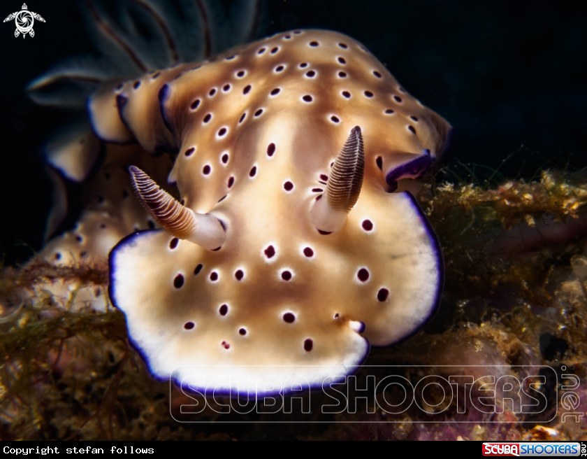 A Nudibranch