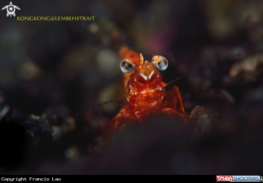 A Night Shrimp