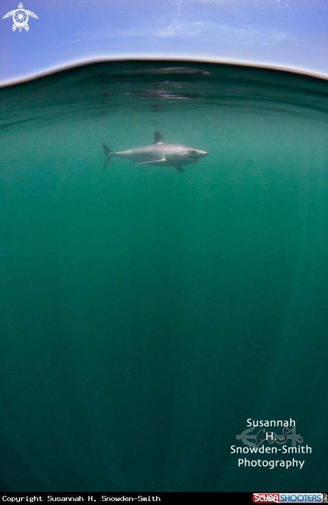A Mako shark