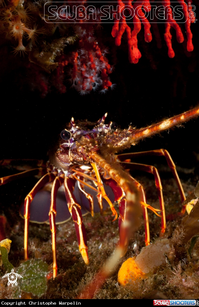 A Common spiny lobster