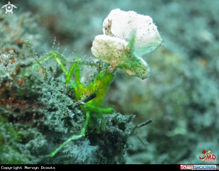 A Arrowhead Crab