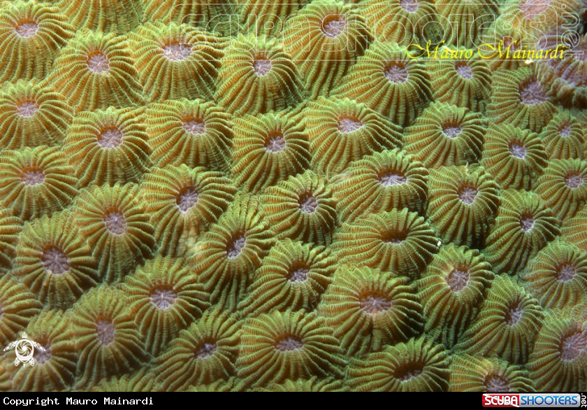 A Coral reef