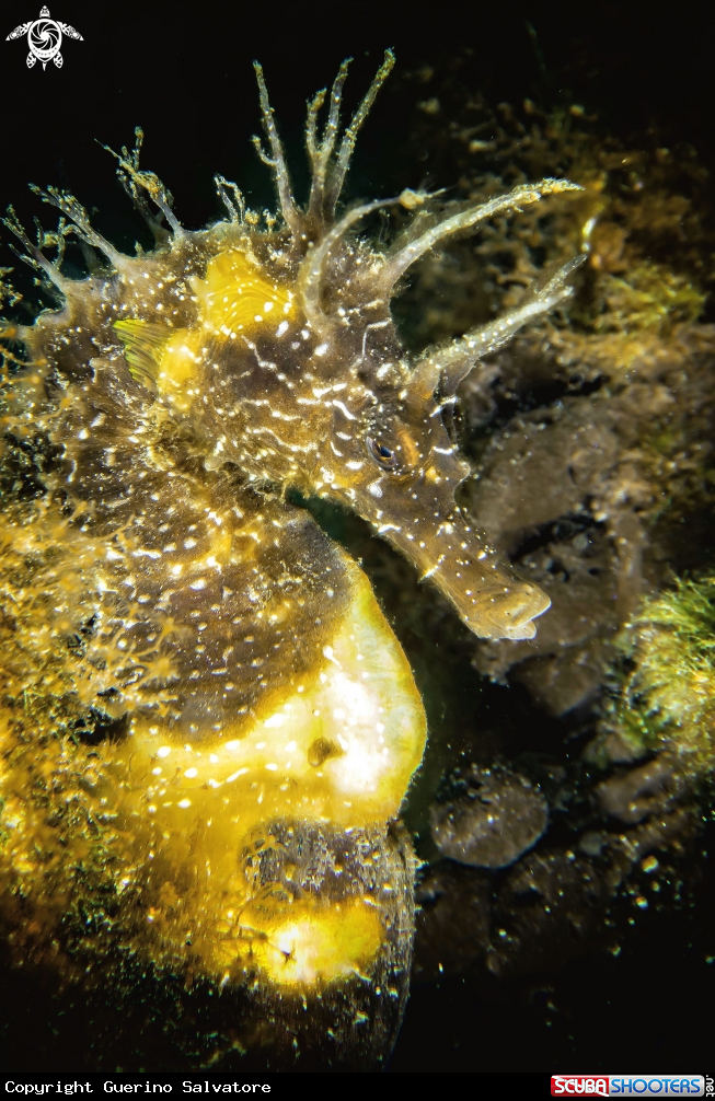A Hippocampus