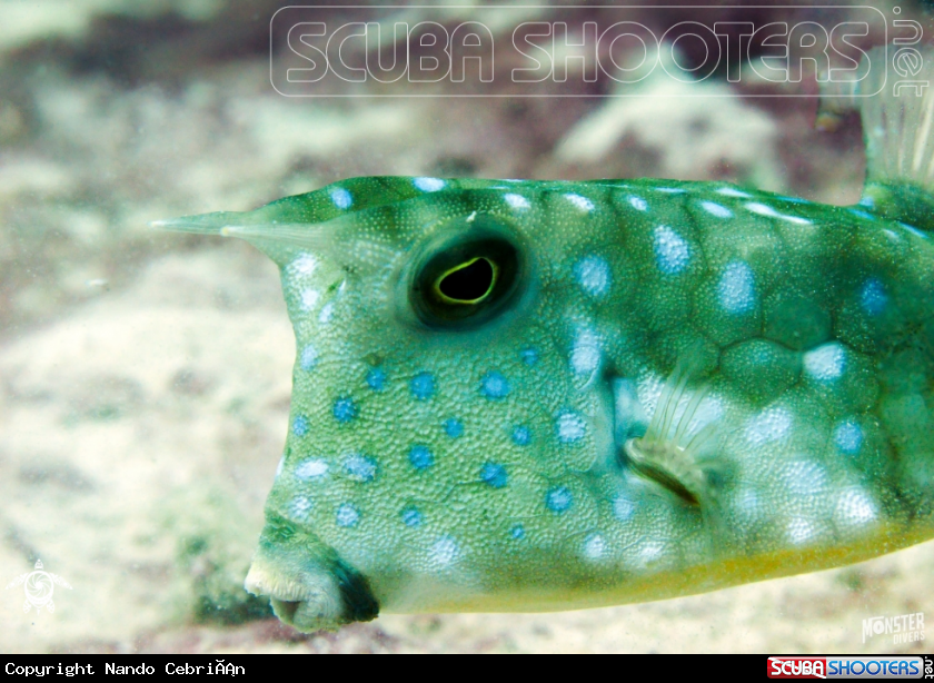 A  Longhorn cowfish 