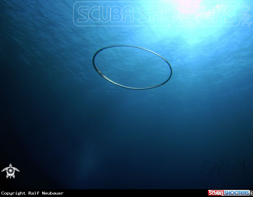 A underwater creature