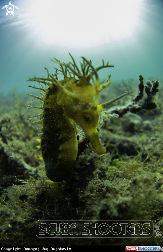 A seahorse