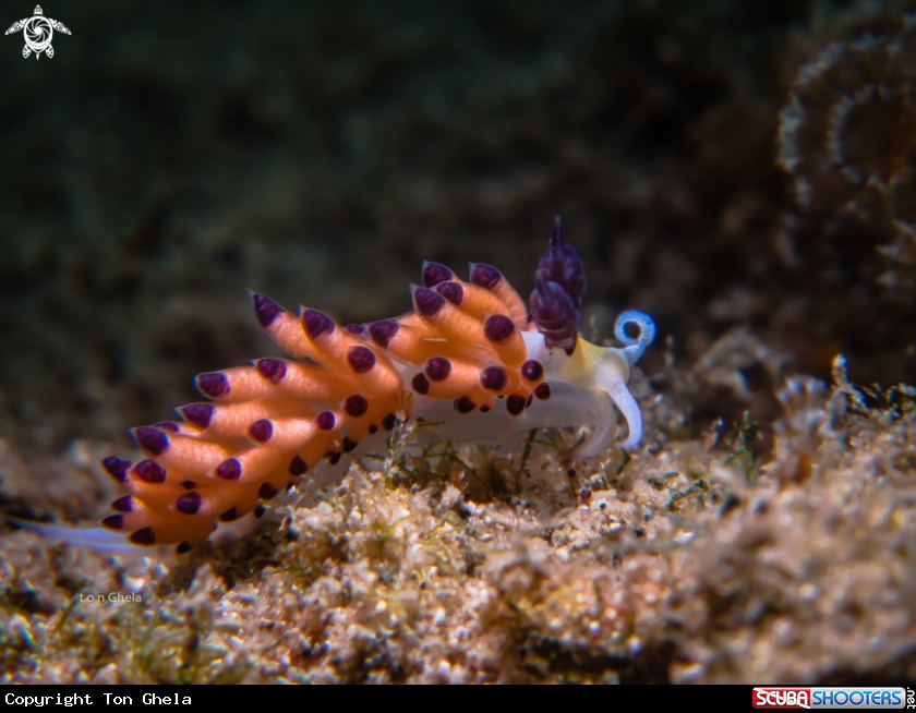 A Nudibranch