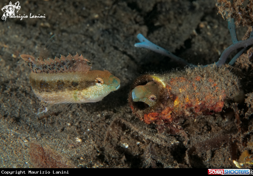 A Blenny