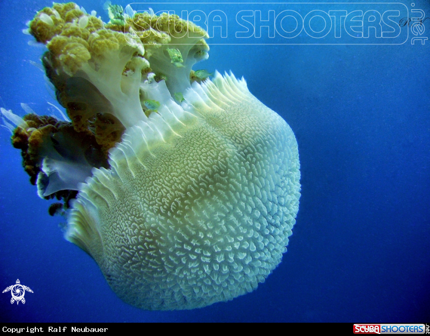 A underwater creature