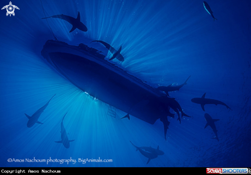 A Silky sharks