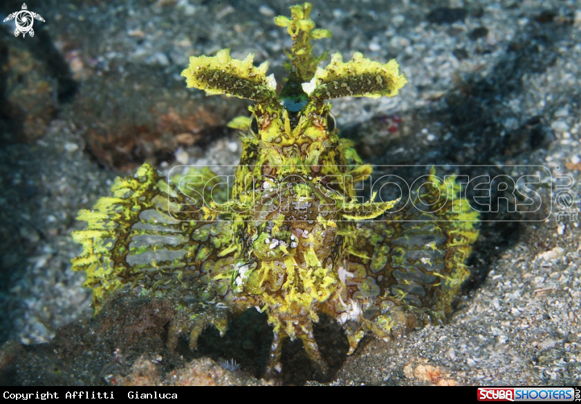 A rinophia