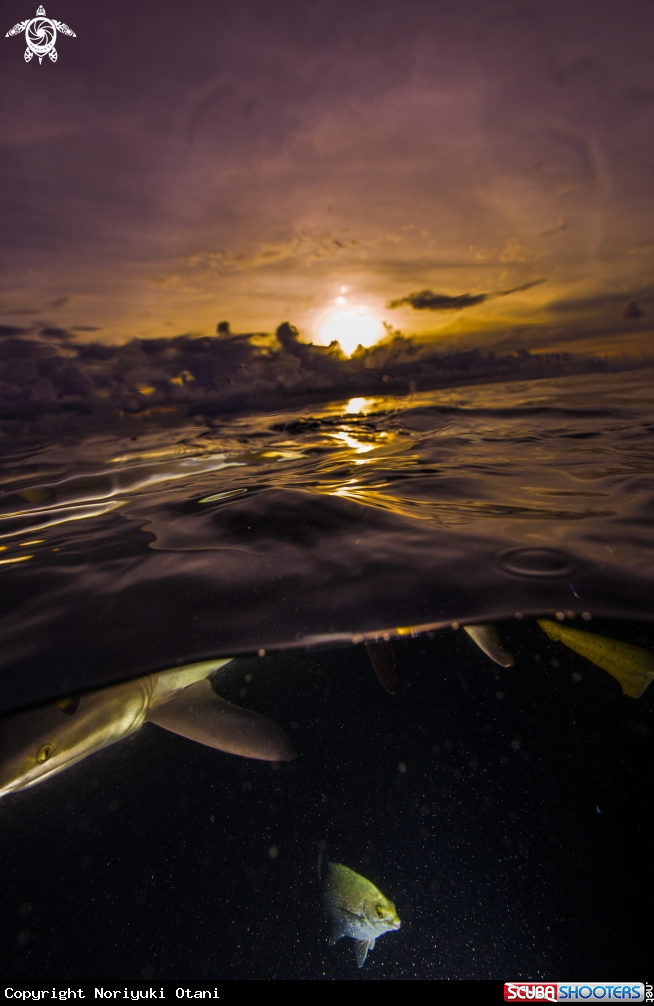 A Shark