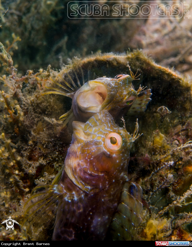 A Seaweed Blenny