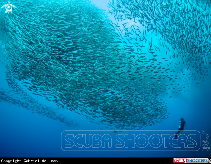 A Sardines