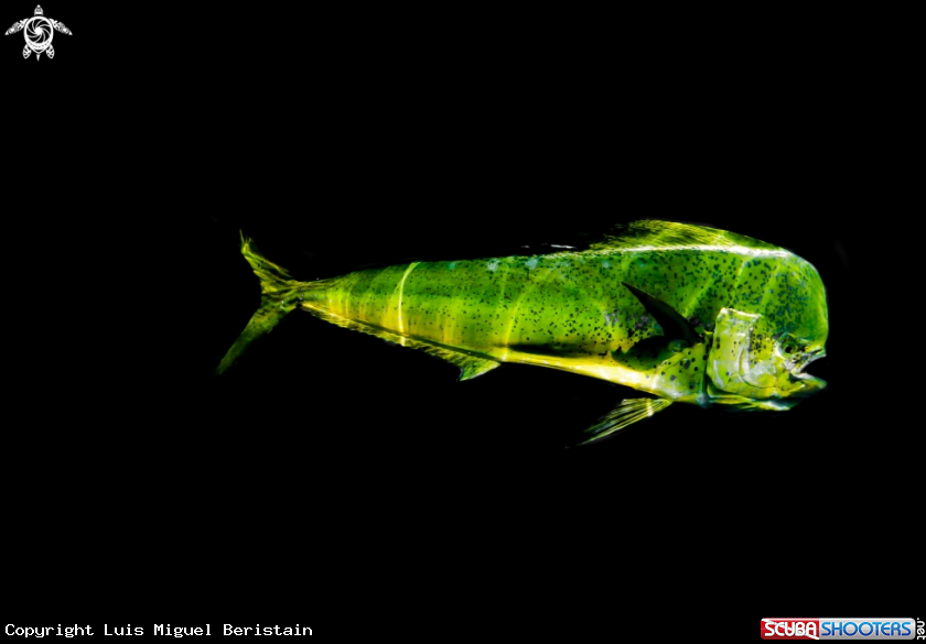 A Coryphaena hippurus