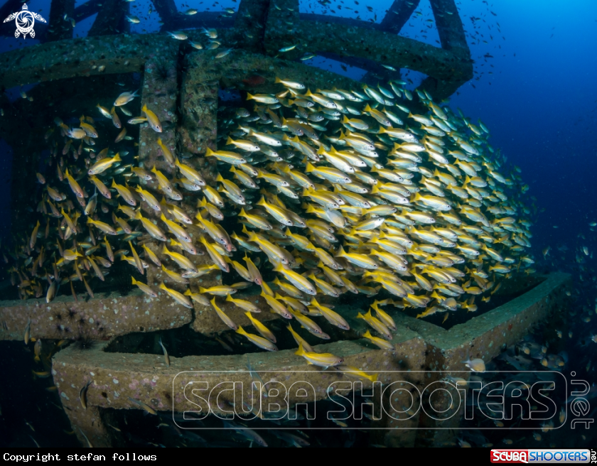 A Big Eye Snapper