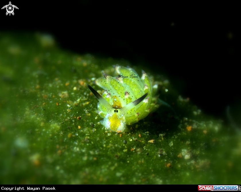 A Costasiella