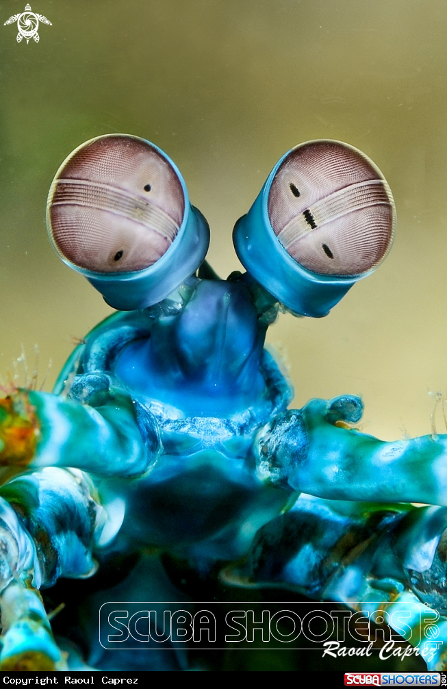 A Mantis shrimp