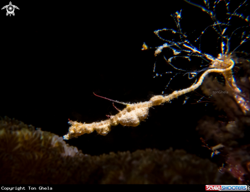 A Sea Dragon