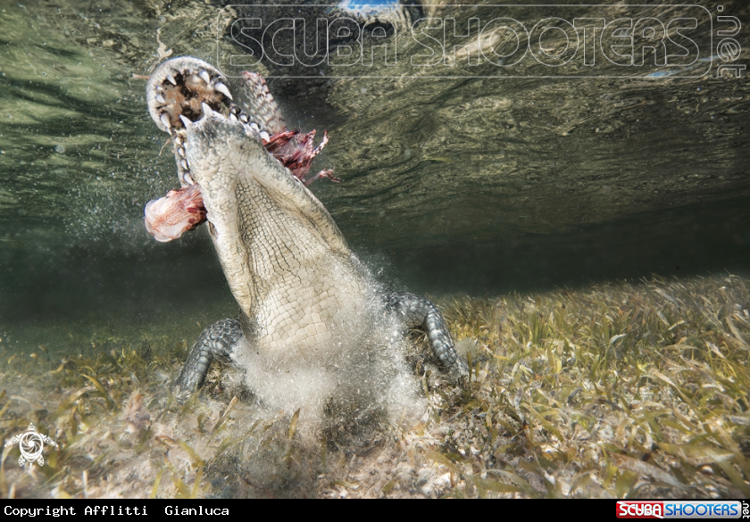 A crocodile