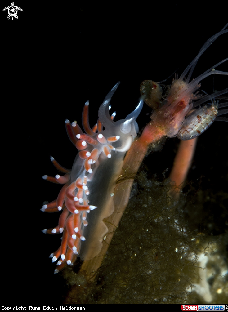 A Sudibranch, ampiphod and hydroid