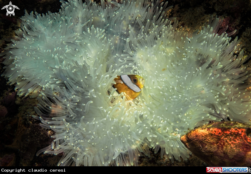 A clownfish