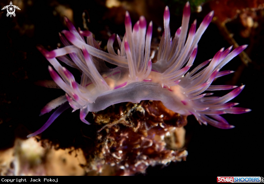 A Flabellina rubrolineata