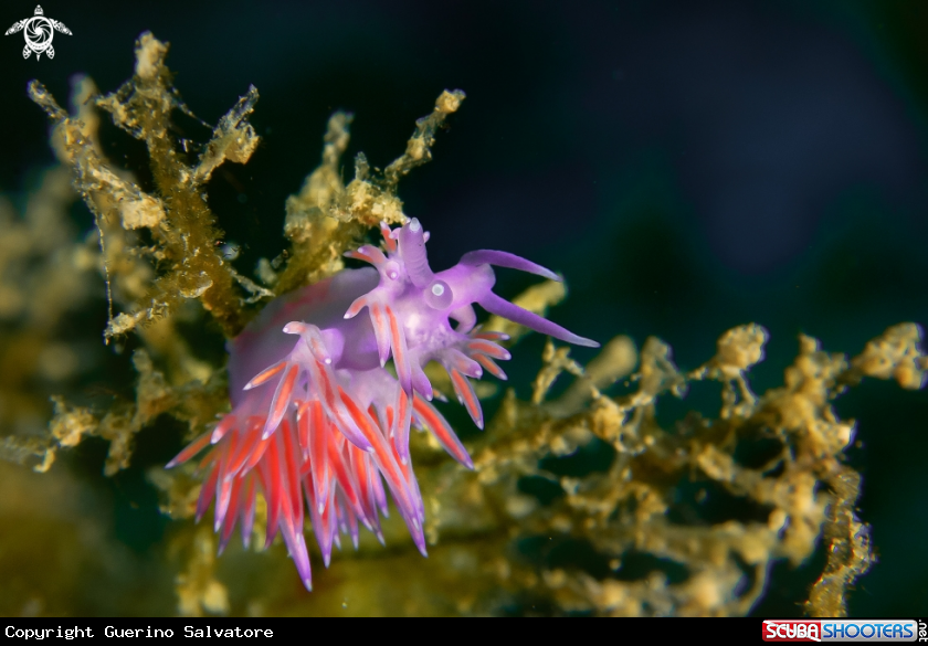 A Flabellina affinis