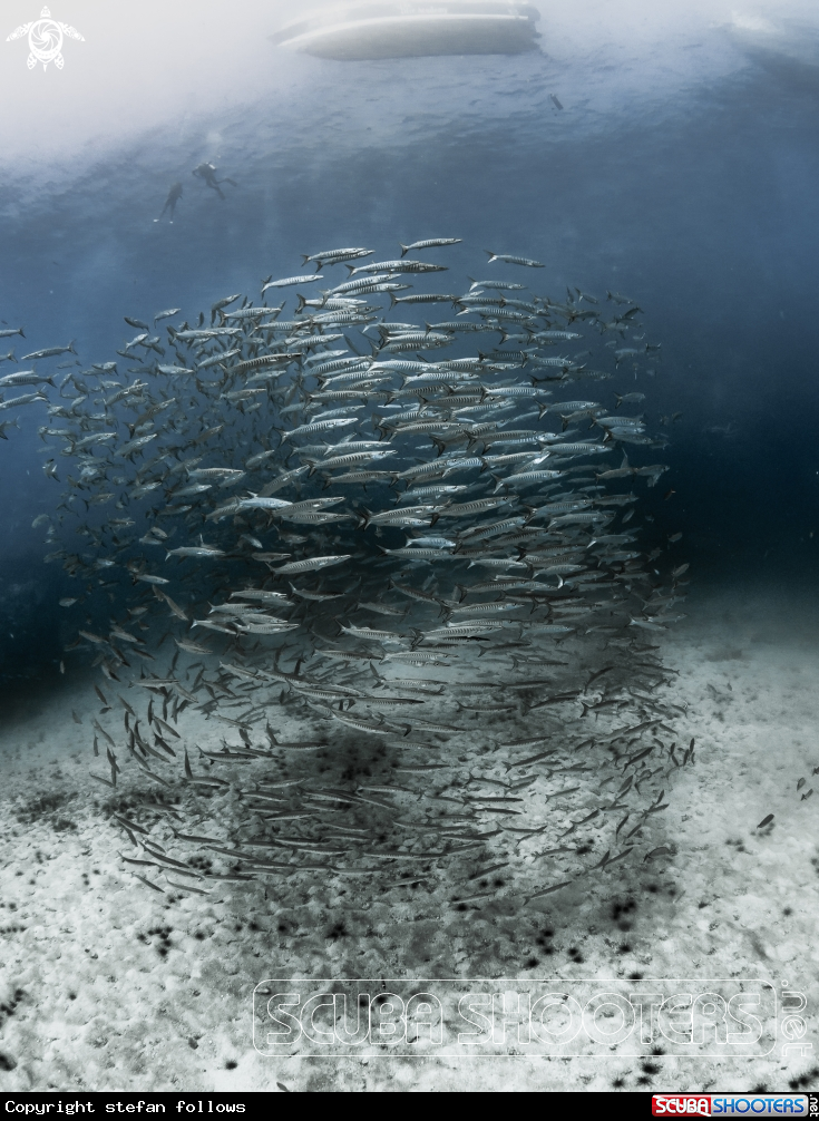 A Chevron Barracuda