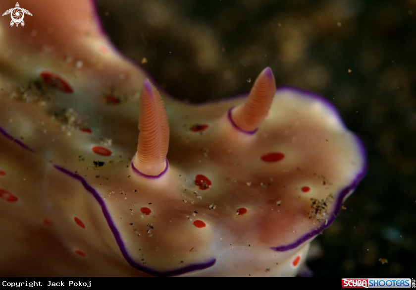A Ceratosoma trilobatum