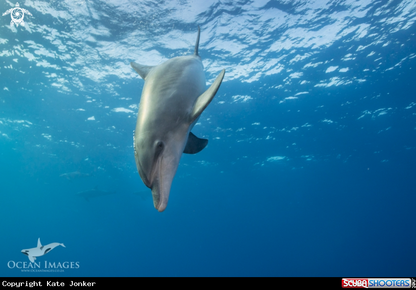 A Dolphin