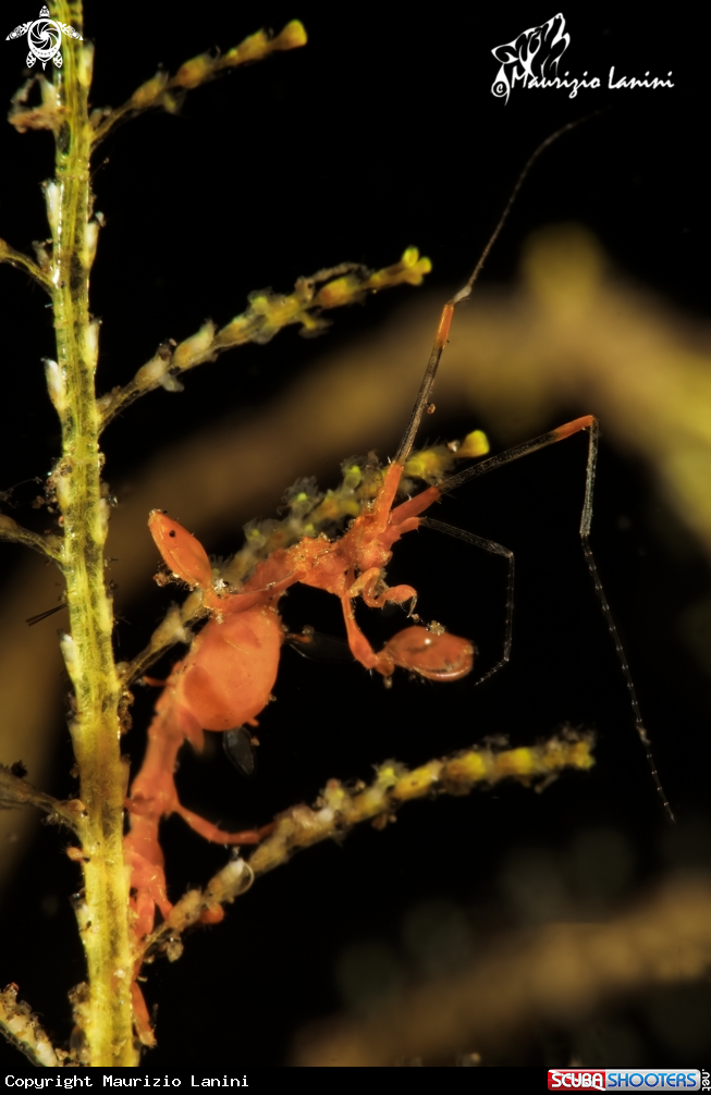 A Skeleton shrimp