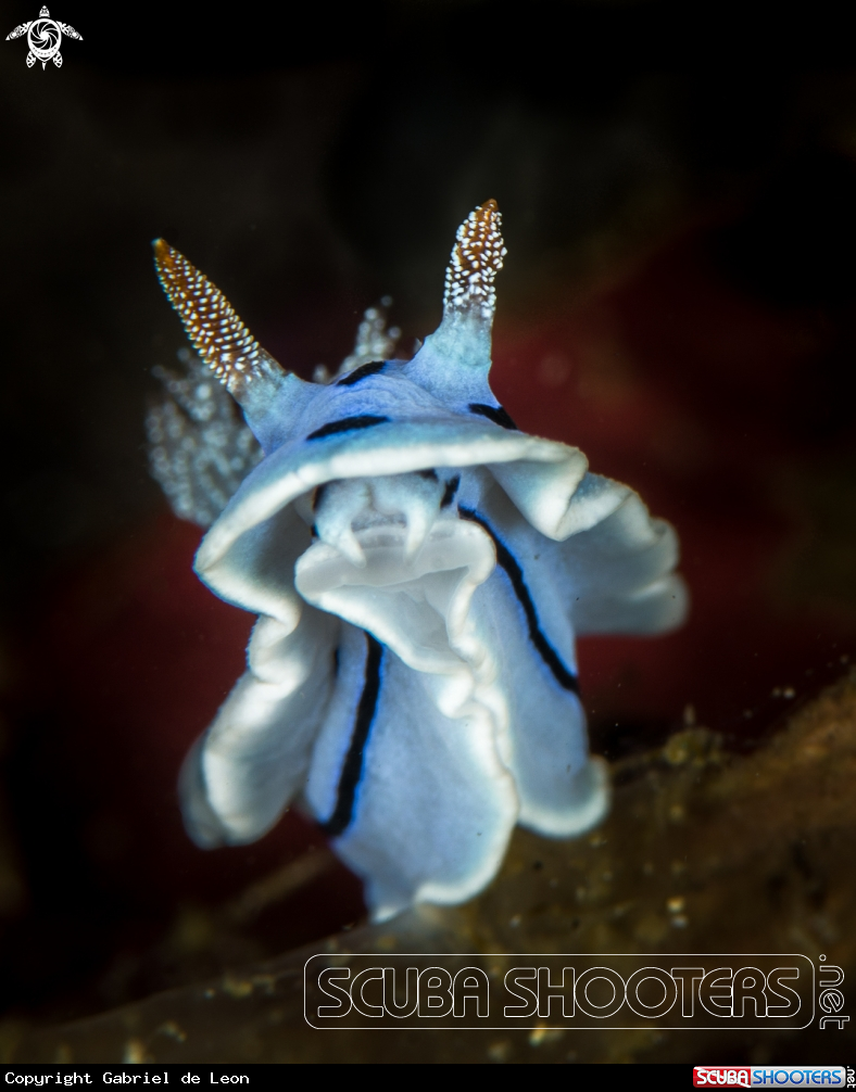 A Chromodoris willani