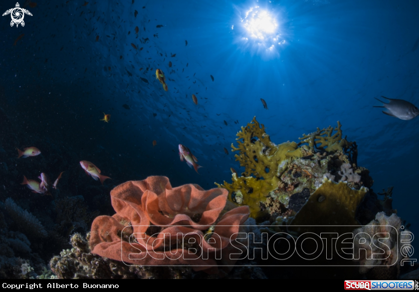 A Spanish dancer eggs
