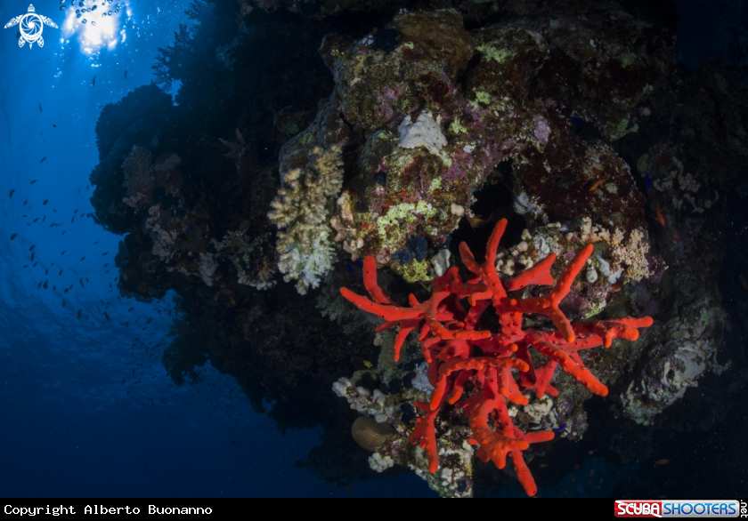 A Red Sponge