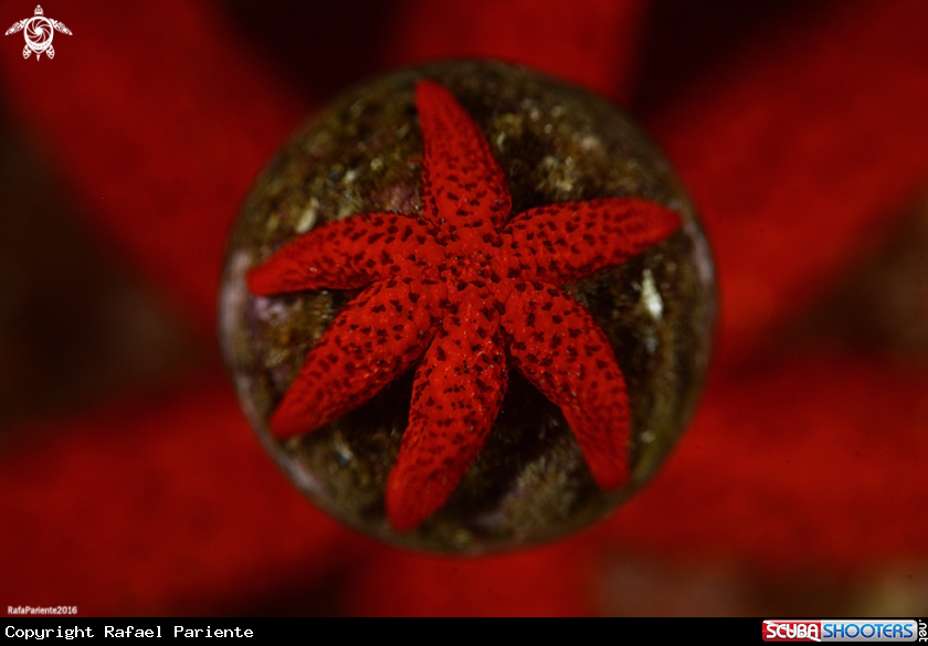 A STAR