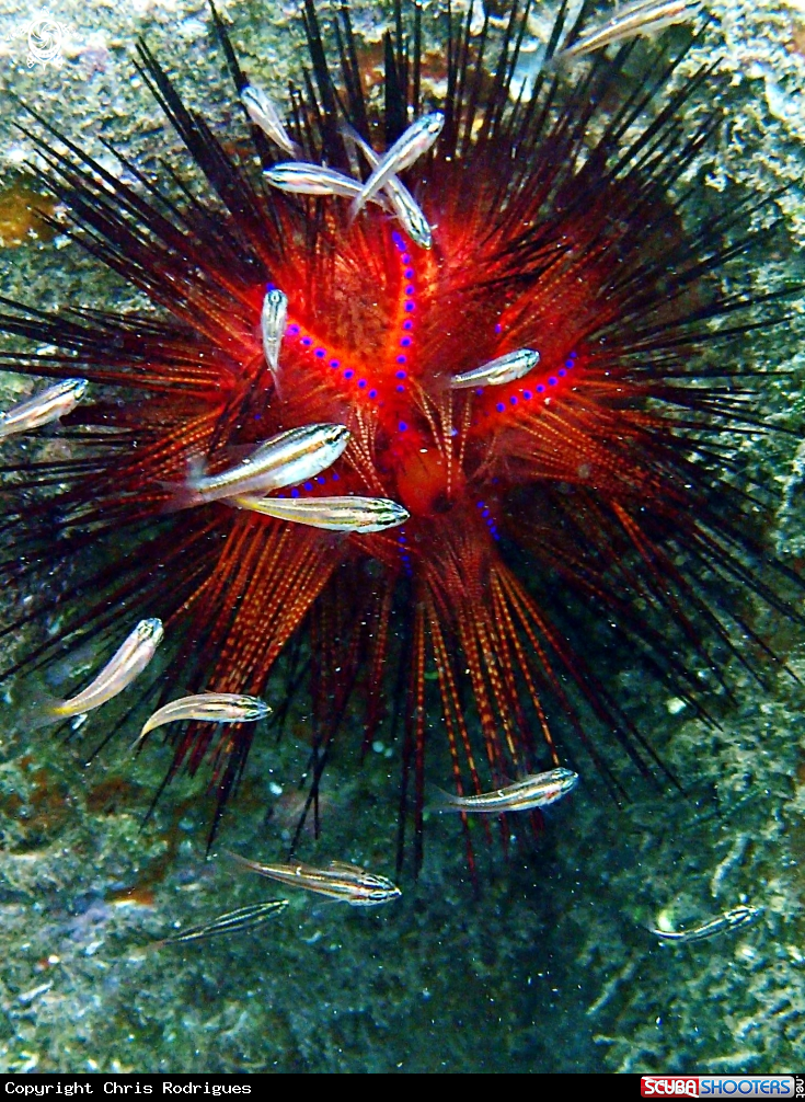 A Fire Urchin