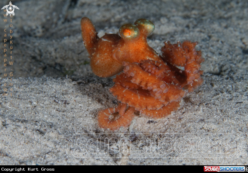 A Long arm Octopus