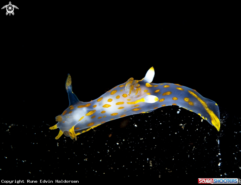 A Polycera quadrilineata
