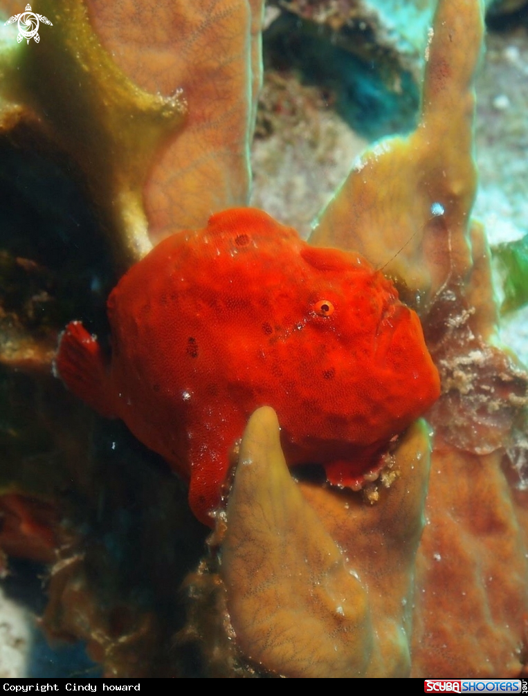 A Frog Fish