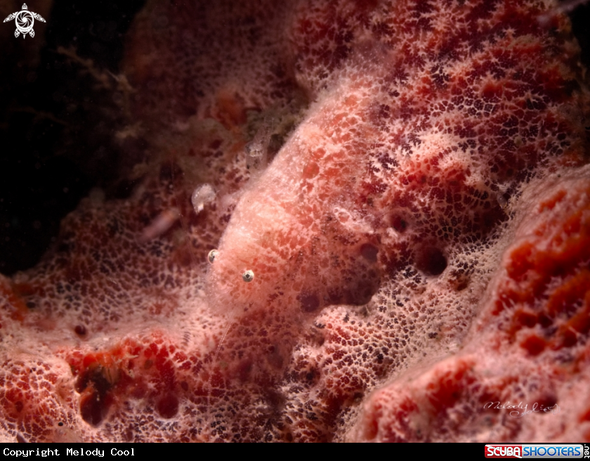 A Sponge Pink Shrimp 
